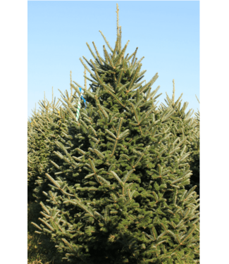 Select Grade Fraser Fir Christmas Tree 10'-11'