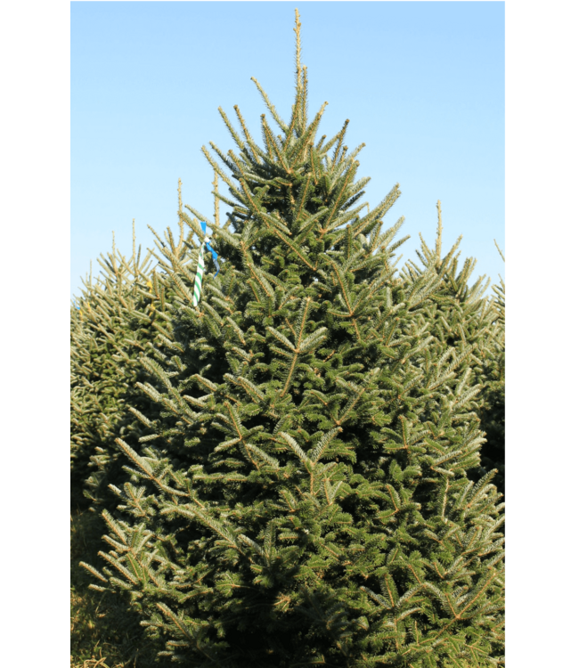 Select Grade Fraser Fir Christmas Tree 10'-11'