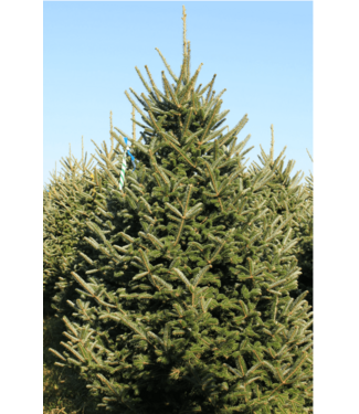 Select Grade Fraser Fir Christmas Tree 12'-13'