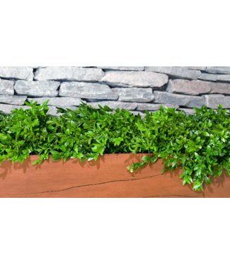 Garland - Boxwood 6' Roll