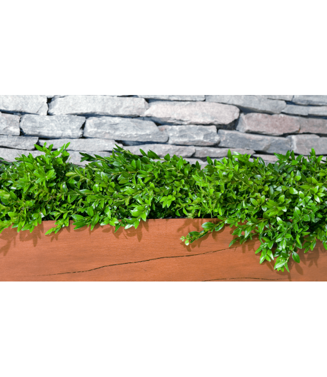 Garland - Boxwood 6' Roll