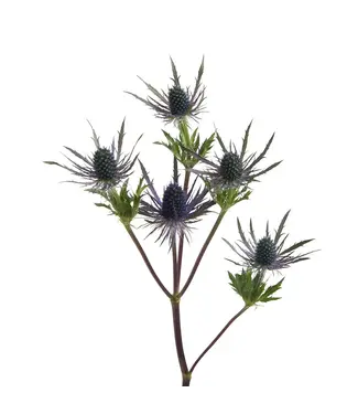 FCS Eryngium Blue Lagoon Single