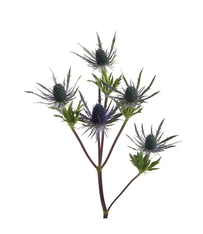 FCS Eryngium Blue Lagoon Single