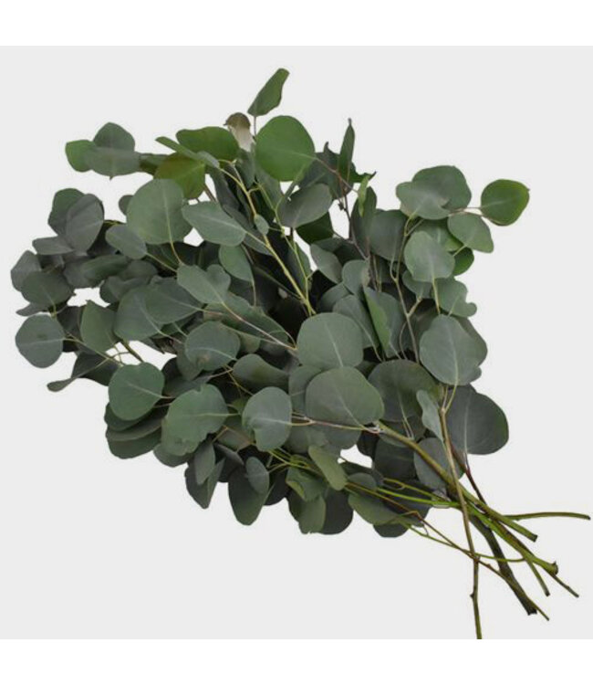 FCS Eucalyptus Silver Dollar Single