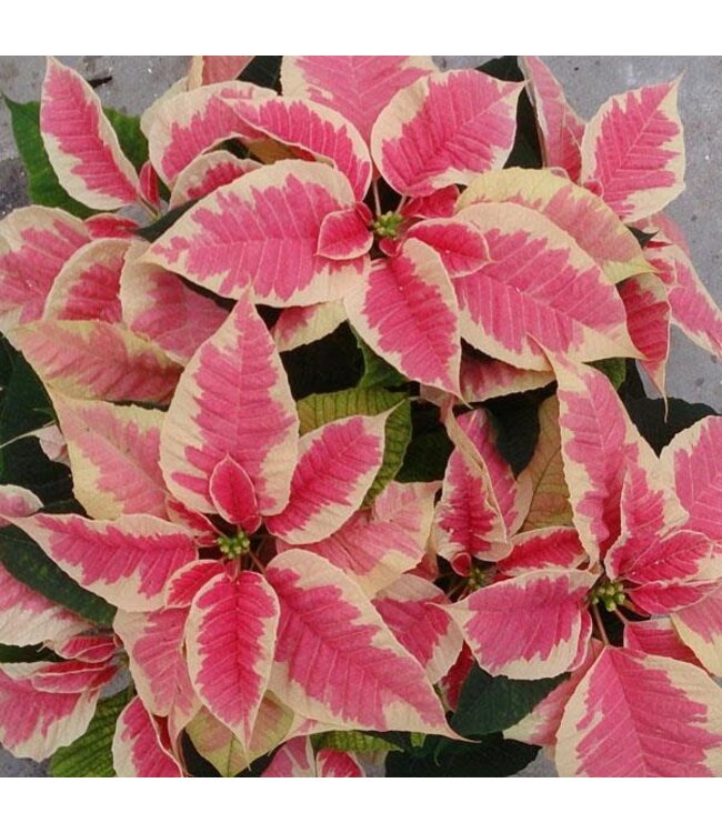 Poinsettia Marble 10"