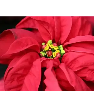 Poinsettia - Rose 10"