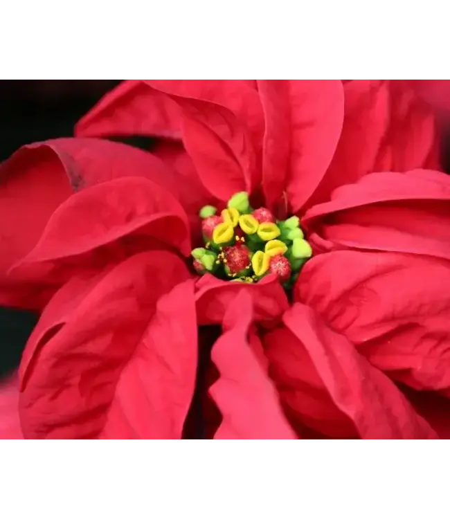 Poinsettia - Rose 10"