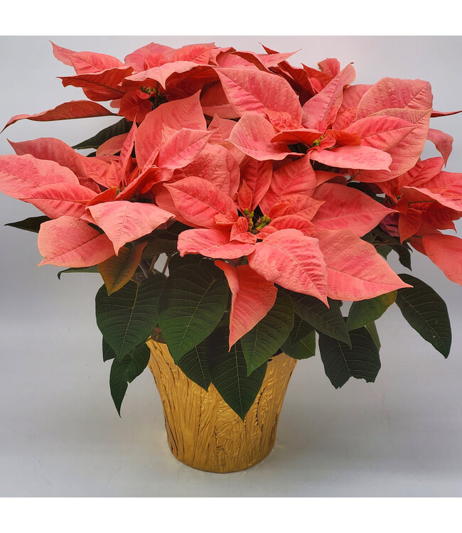 Poinsettia Pink Champagne 10"
