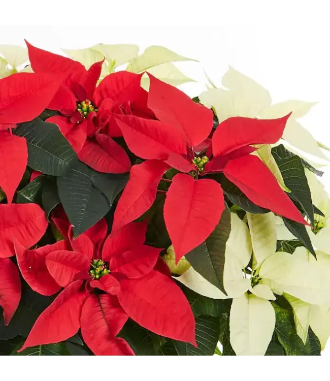Poinsettia Red/White Mix 8"