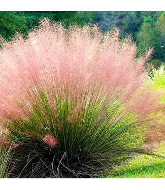 Muhlenbergia Grass 10"