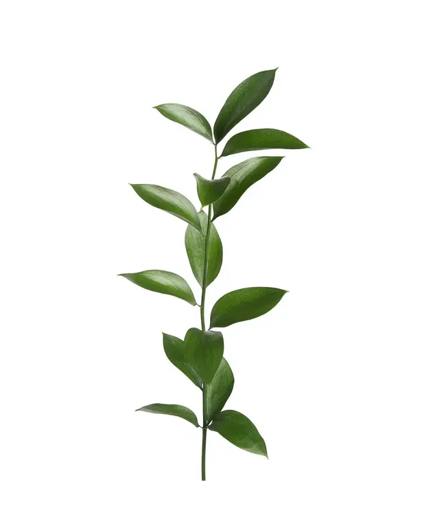 FCS Israeli Ruscus stem