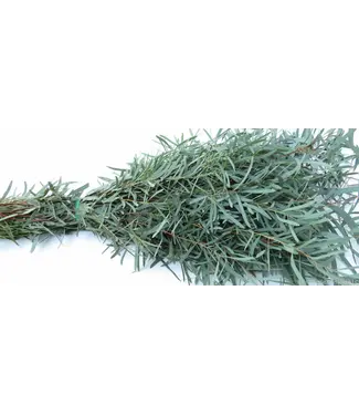 FCS Eucalyptus Willow