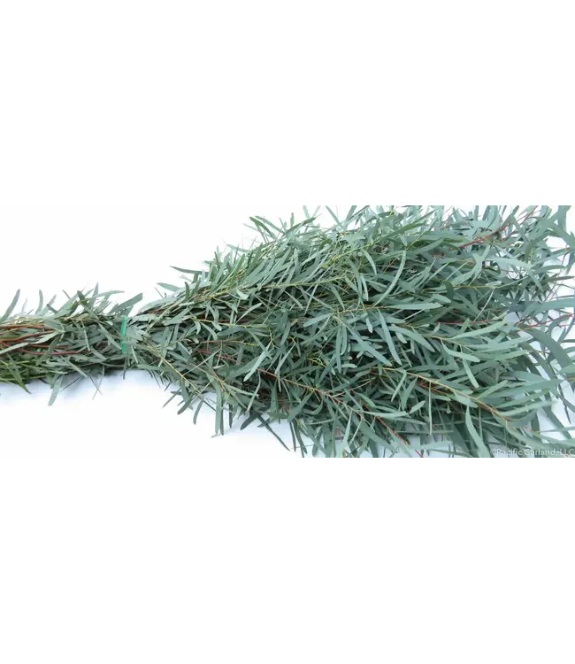 FCS Eucalyptus Willow