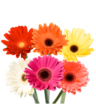 FCS Gerbera Stem Select  Single