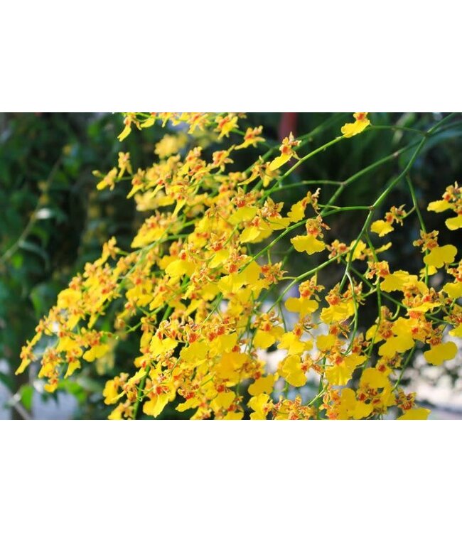 FCS - Oncidium Bunch of 5 stems