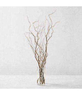 Curly Willow Branch 6ft  Single
