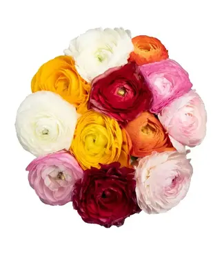 FCS - Ranunculus Bunch of 10 stems