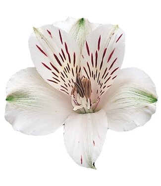 FCS - Alstro Bunch of 10 stems