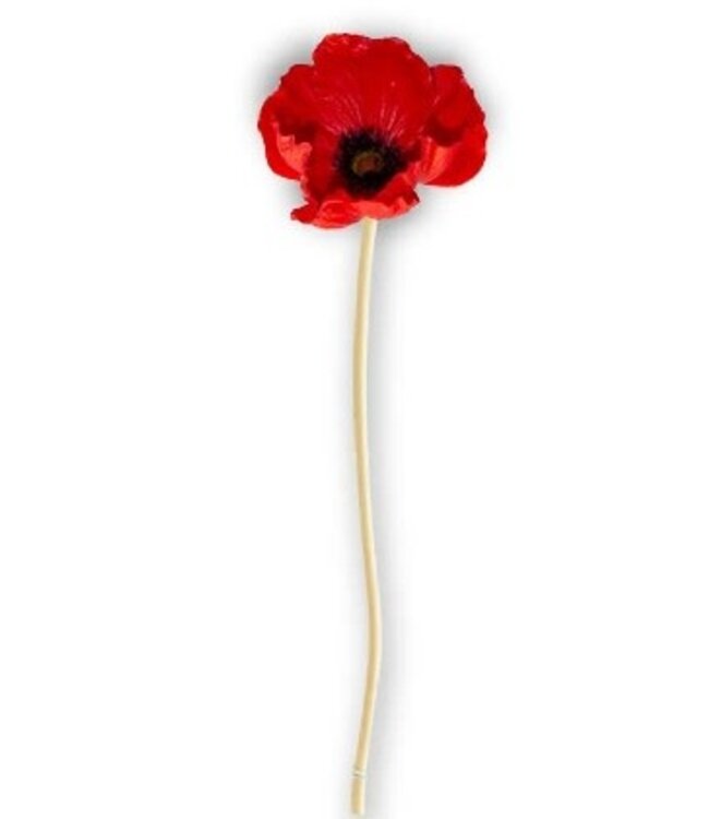 FCS Poppies Bunch 5 stems