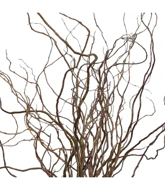 Curly Willow Tip Bunch