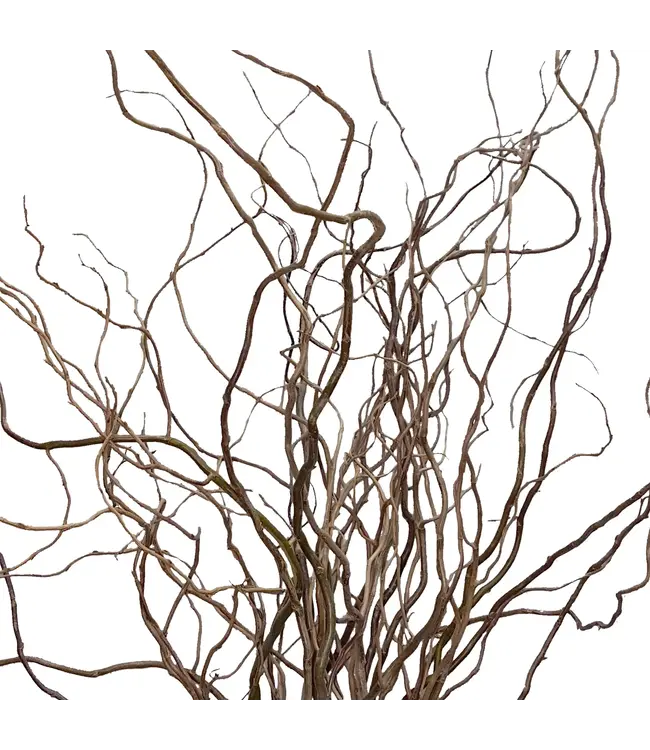 Curly Willow Tip Bunch