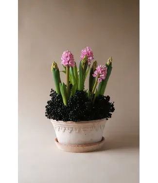 Københavner RAW Rosa, Low Set 30cm