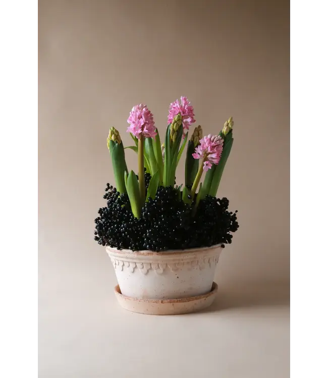 Københavner RAW Rosa, Low Set 25cm