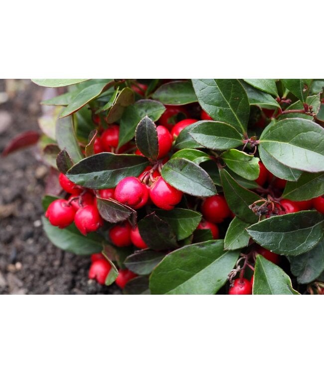 Gaultheria 4"