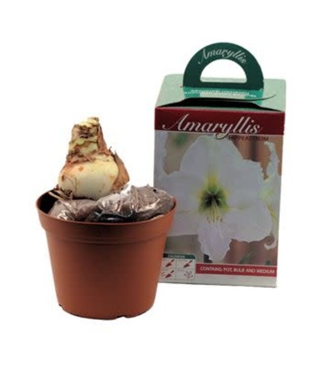 Amaryllis Kit 6"