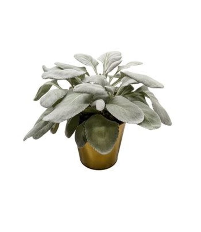 Senecio Angel Wing 6" in Tin