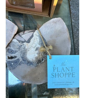 Split Polished Ammonite Large single