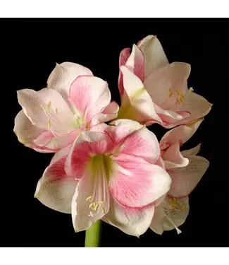 FCS - Amaryllis Stem