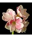 FCS - Amaryllis Stem