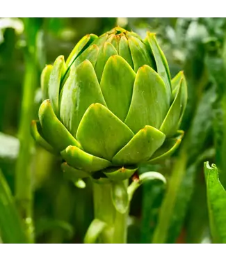 FCS Green Artichoke Stem Single