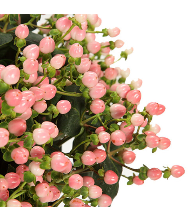 FCS- Hypericum Pink Coco Casino Bunch
