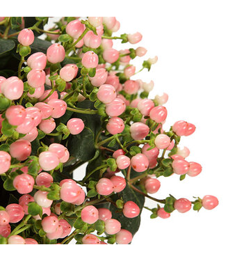 FCS- Hypericum Pink Coco Casino Single Stem
