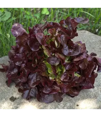 Lettuce - Rouxai Red 3.5"