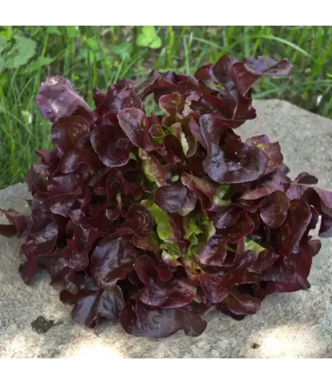 Lettuce - Rouxai Red 3.5"