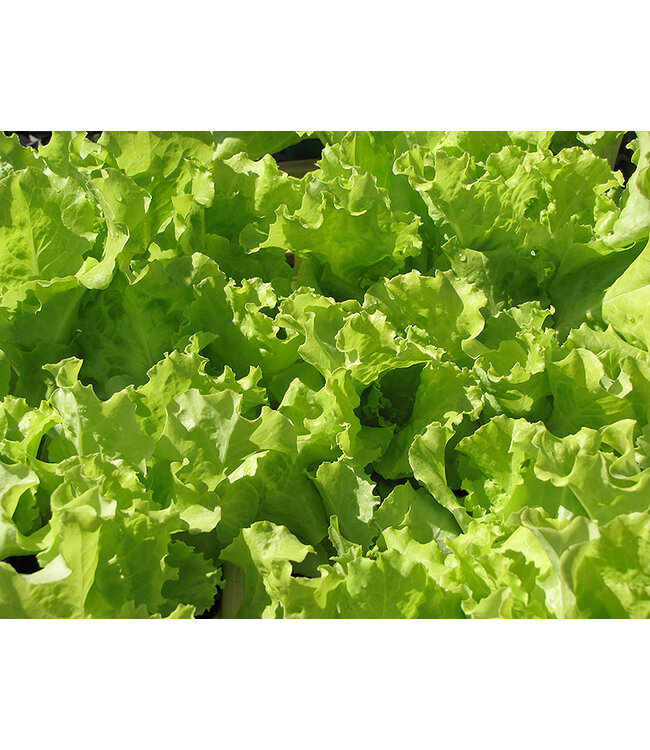Lettuce - Simpson Elite 3.5"