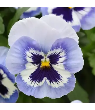 Pansy, Top Wave Spreading Purple White 4"