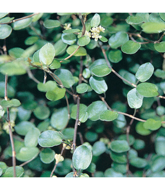Creeping Wire Vine, Muehlenbeckia  complexa 6" HB