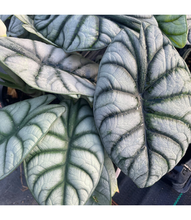 Aloscasia Silver Dragon 4.25"