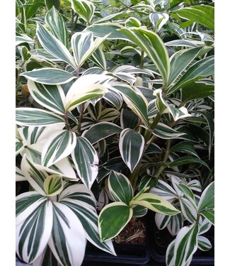Costus arabicus, White Variegated Spiral Ginger 4.25"