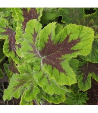 Geranium Scented Chocolate 4.25"