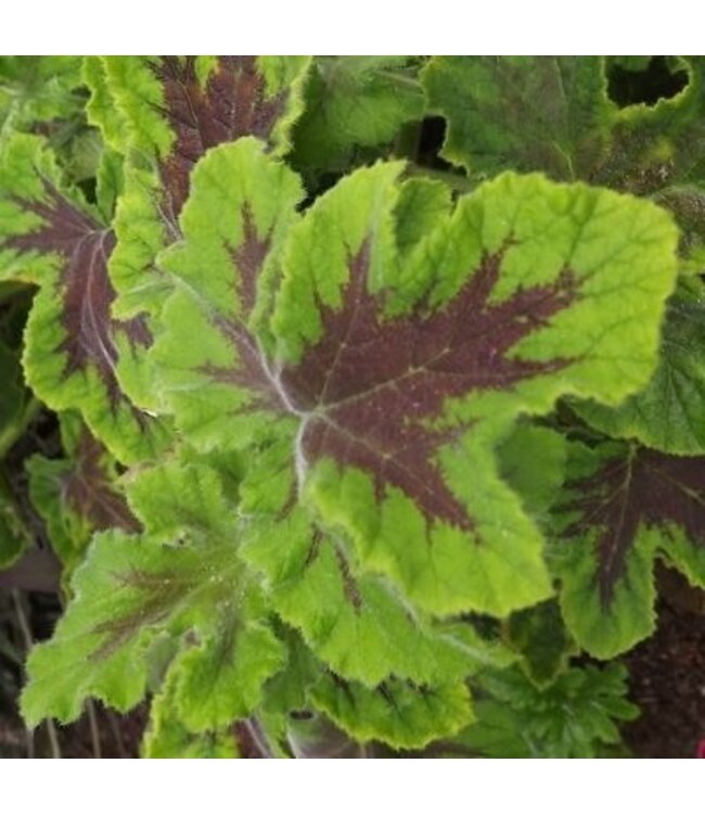 Geranium Scented Chocolate 4.25"