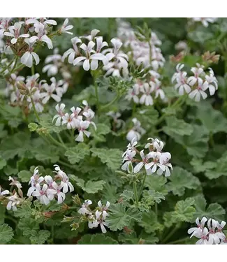 Geranium Scented Nutmeg 4.25"