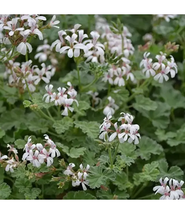 Geranium Scented Nutmeg 4.25"