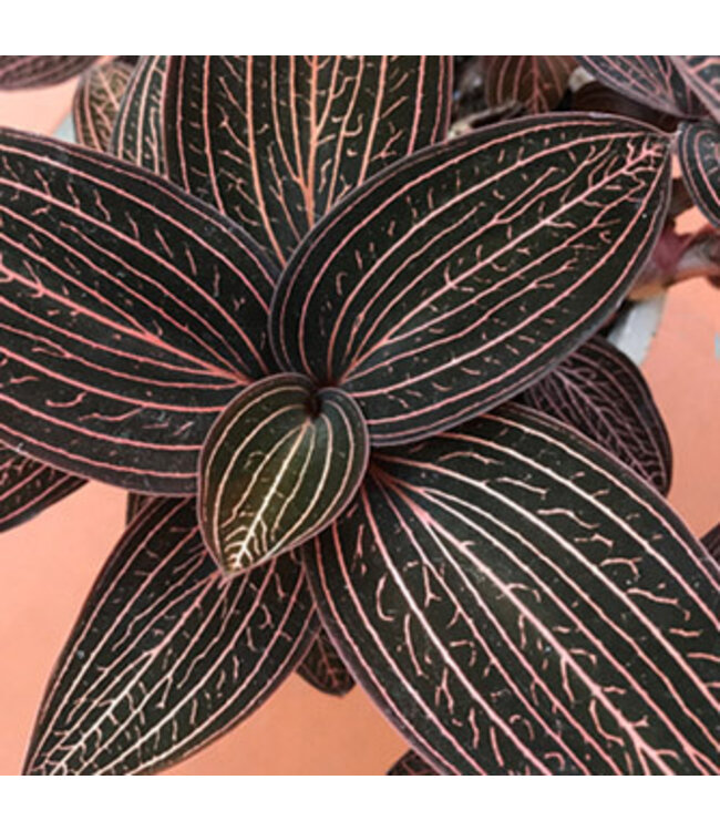 Ludisia discolor, Black Jewel Orchid 4.25"