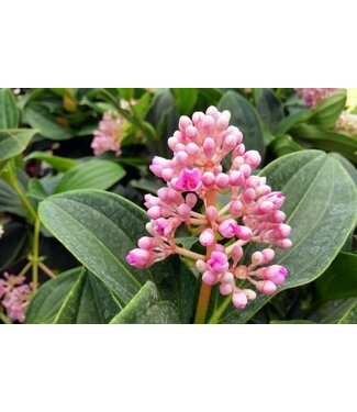 Medinilla myriantha, Malaysian Orchid 4.25"