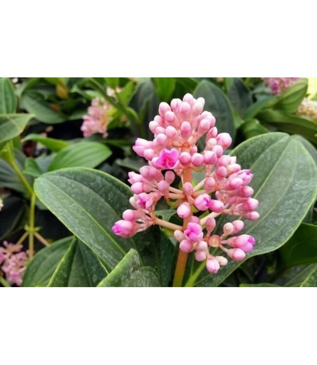 Medinilla myriantha, Malaysian Orchid 4.25"